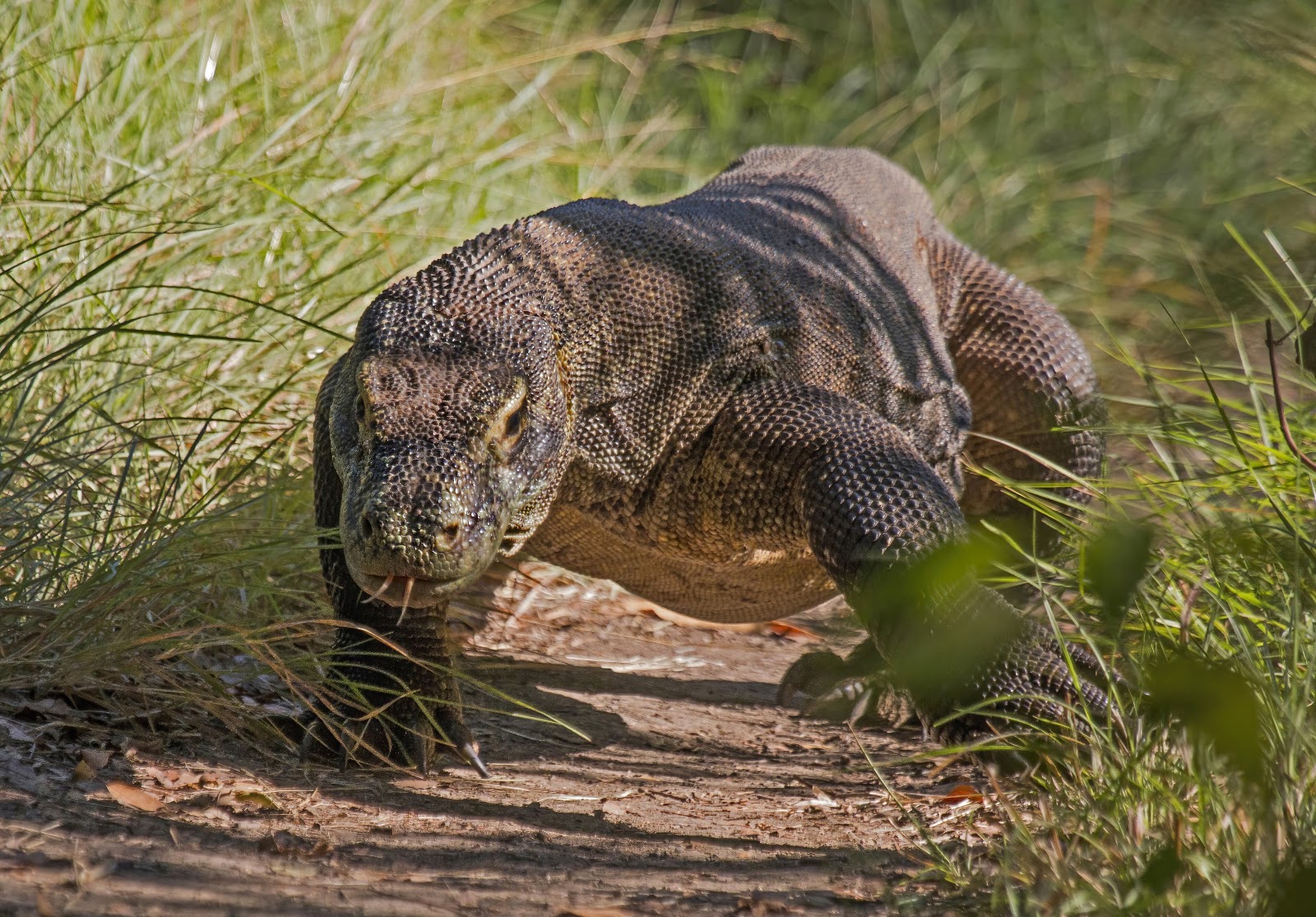 Komodo: Kadal Raksasa dari Nusa Tenggara Timur