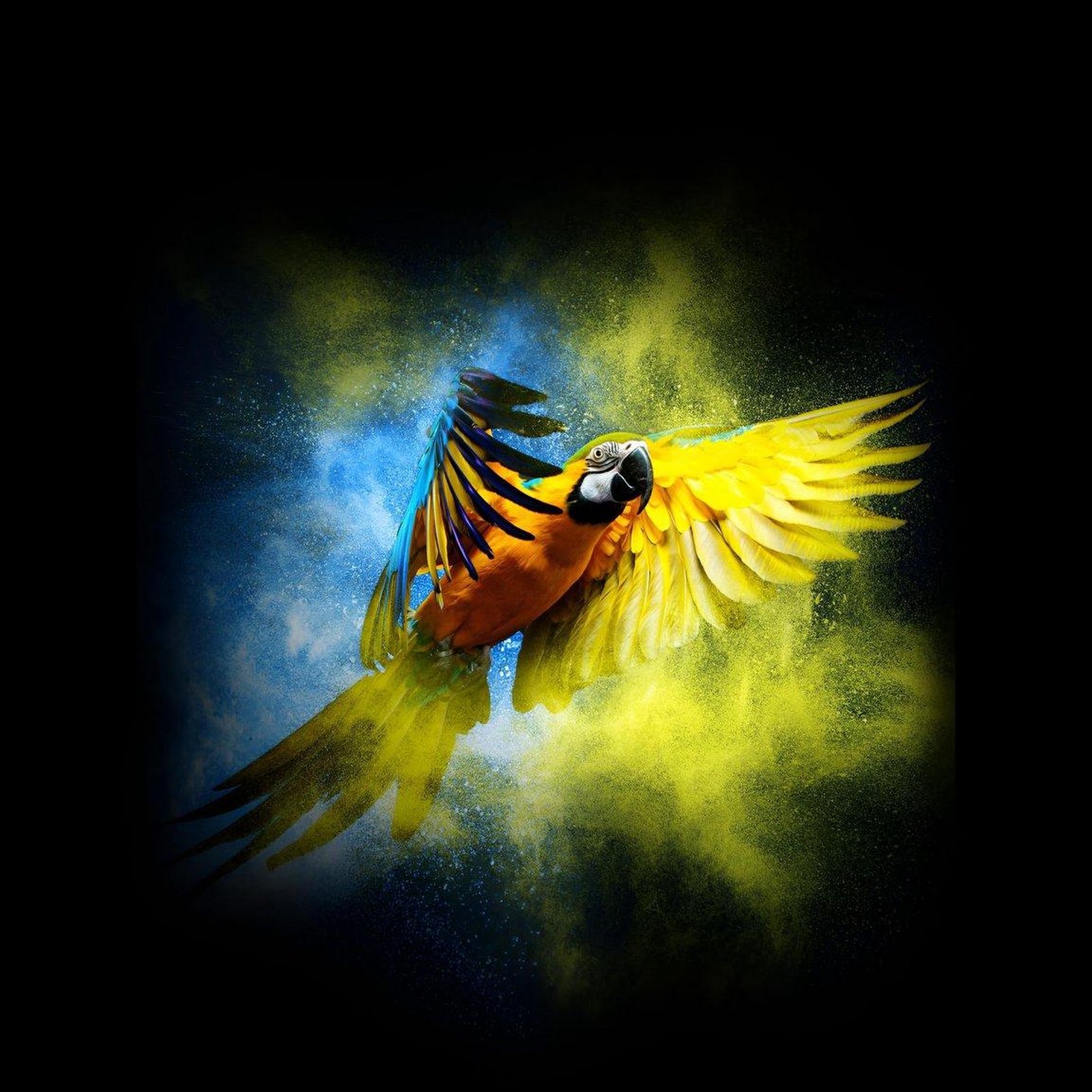 Download Flying Blue and Yellow Macaw Full HD iPhone