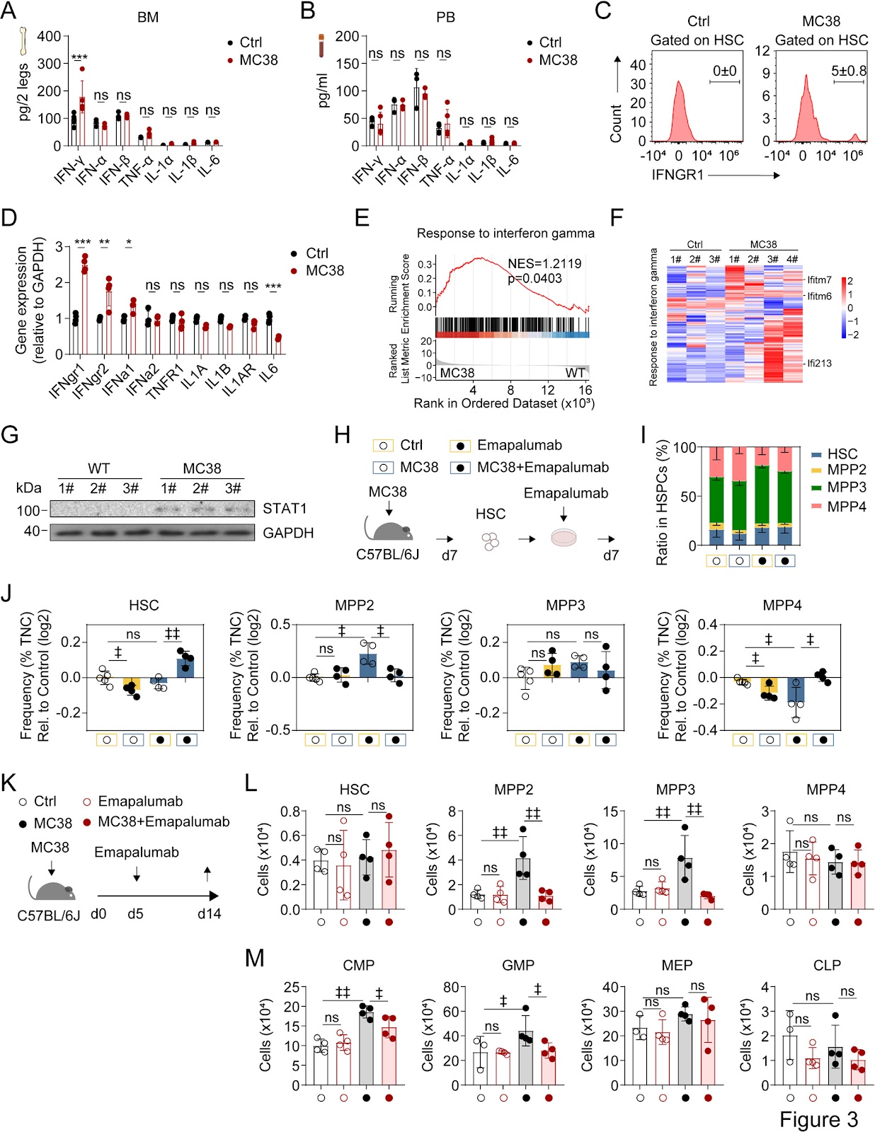 IFN-γ Induces Hematopoietic Stem Cell Myelopoiesis through Meis1 in Tumor