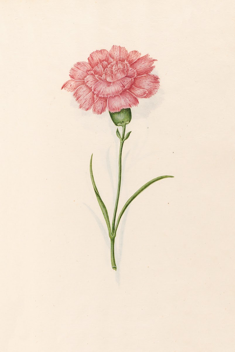 Carnation 1692