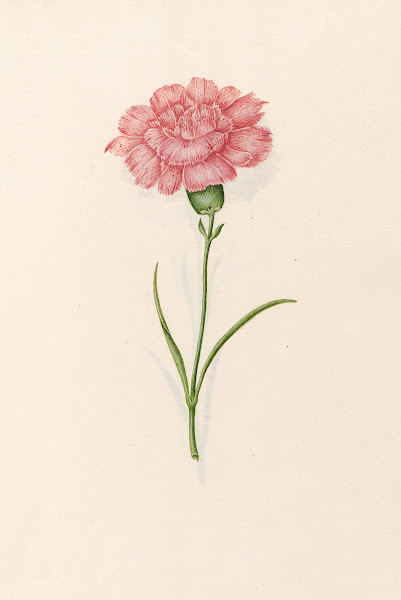 Carnation 1692