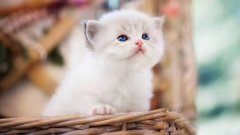Cat Wallpaper
