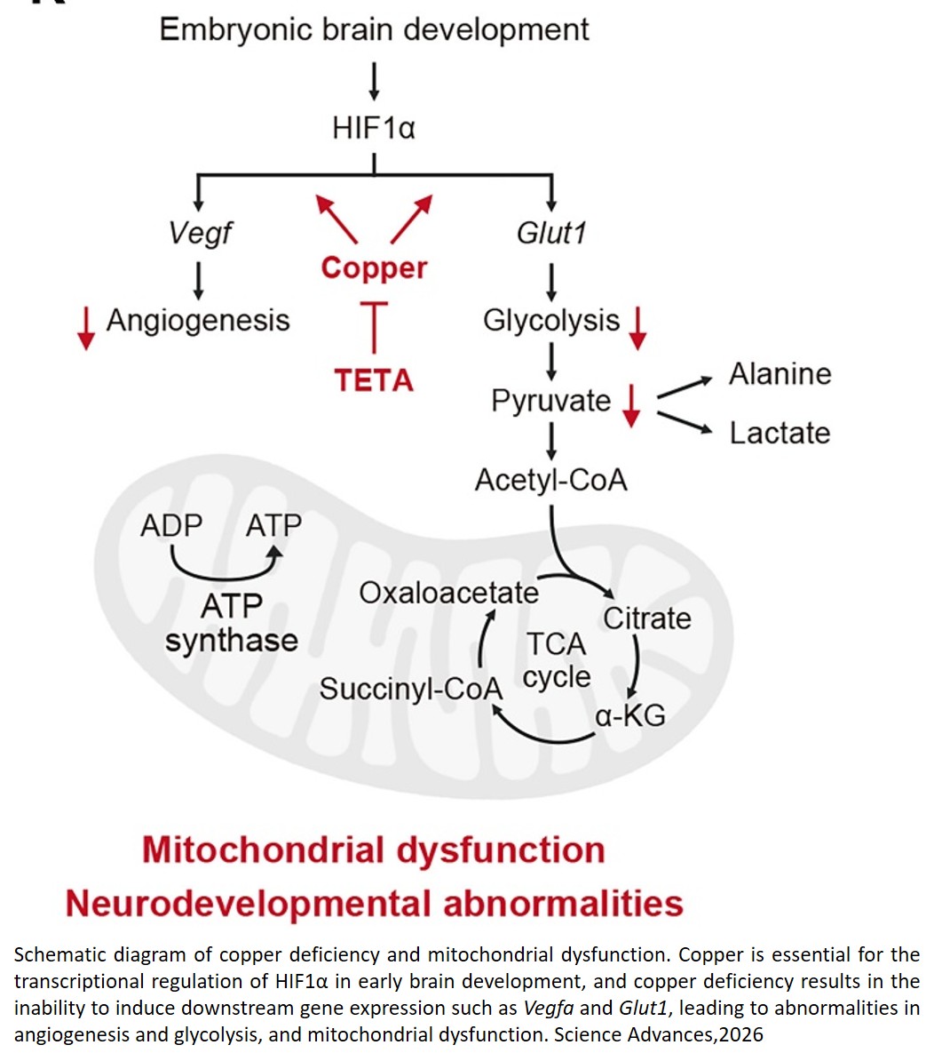 Copper deficiency impairs oligodendrocyte maturation and social behavior via mitophagy and mTOR suppression in ASD