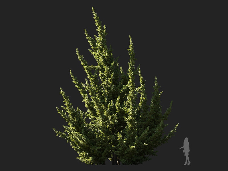 Maxtree - Plant Models Vol.132