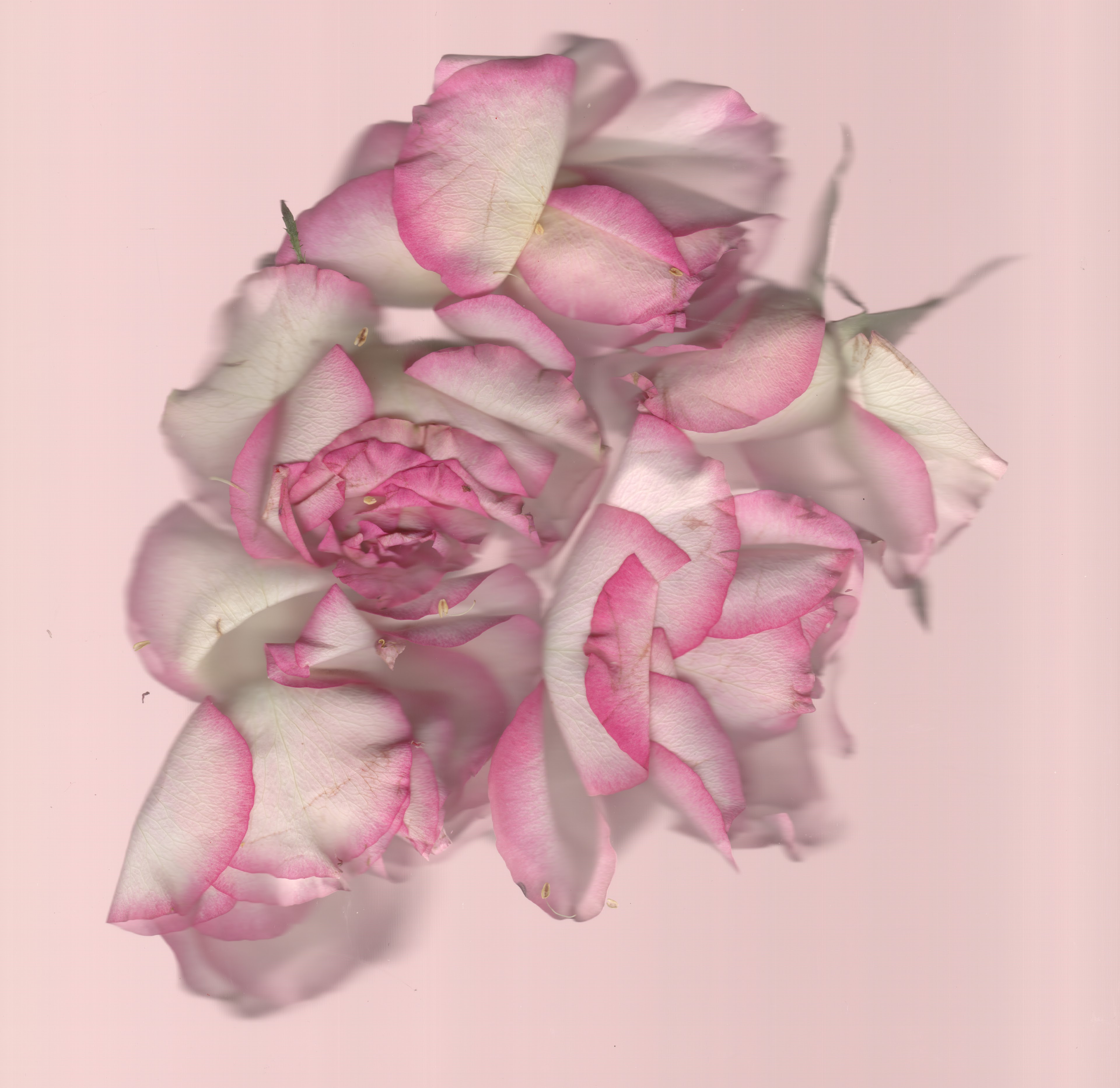 Pink No. 3 — original botanical scanography fine art print by Zoey Solomon