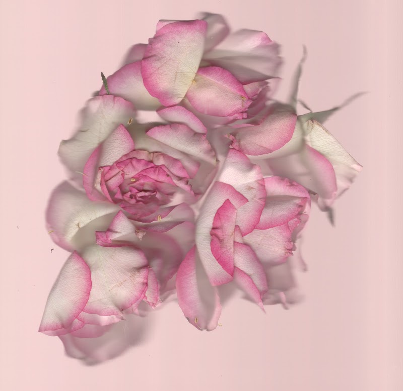 Pink No. 3