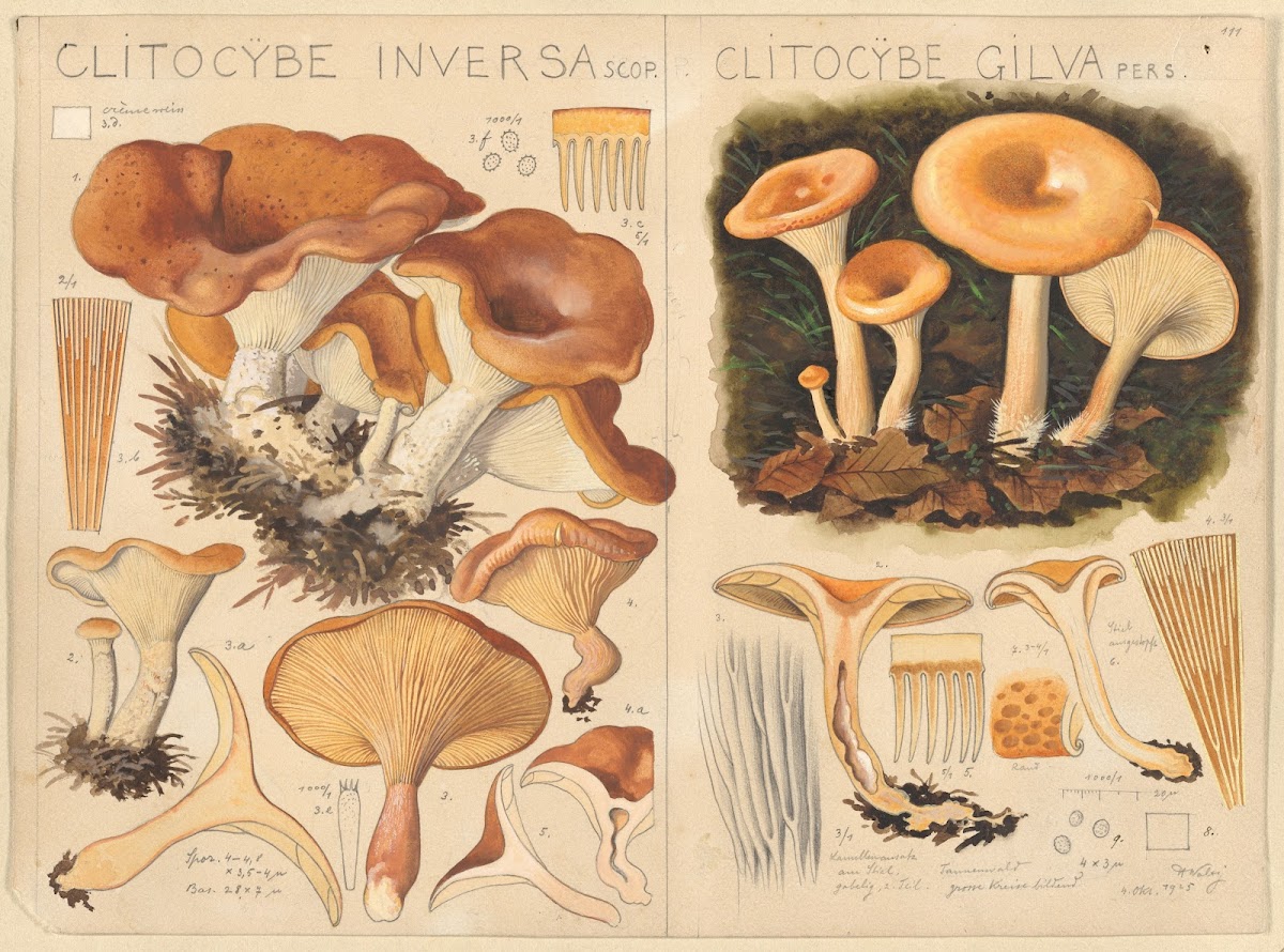 Clitocybe inversa Clitocybe gilva 1915 1945