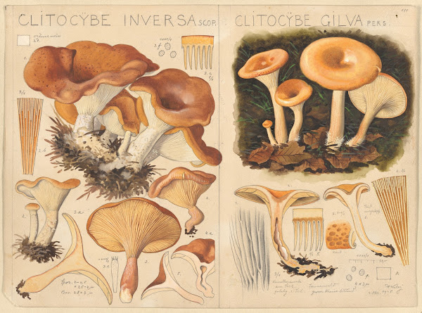 Clitocybe inversa Clitocybe gilva 1915 1945