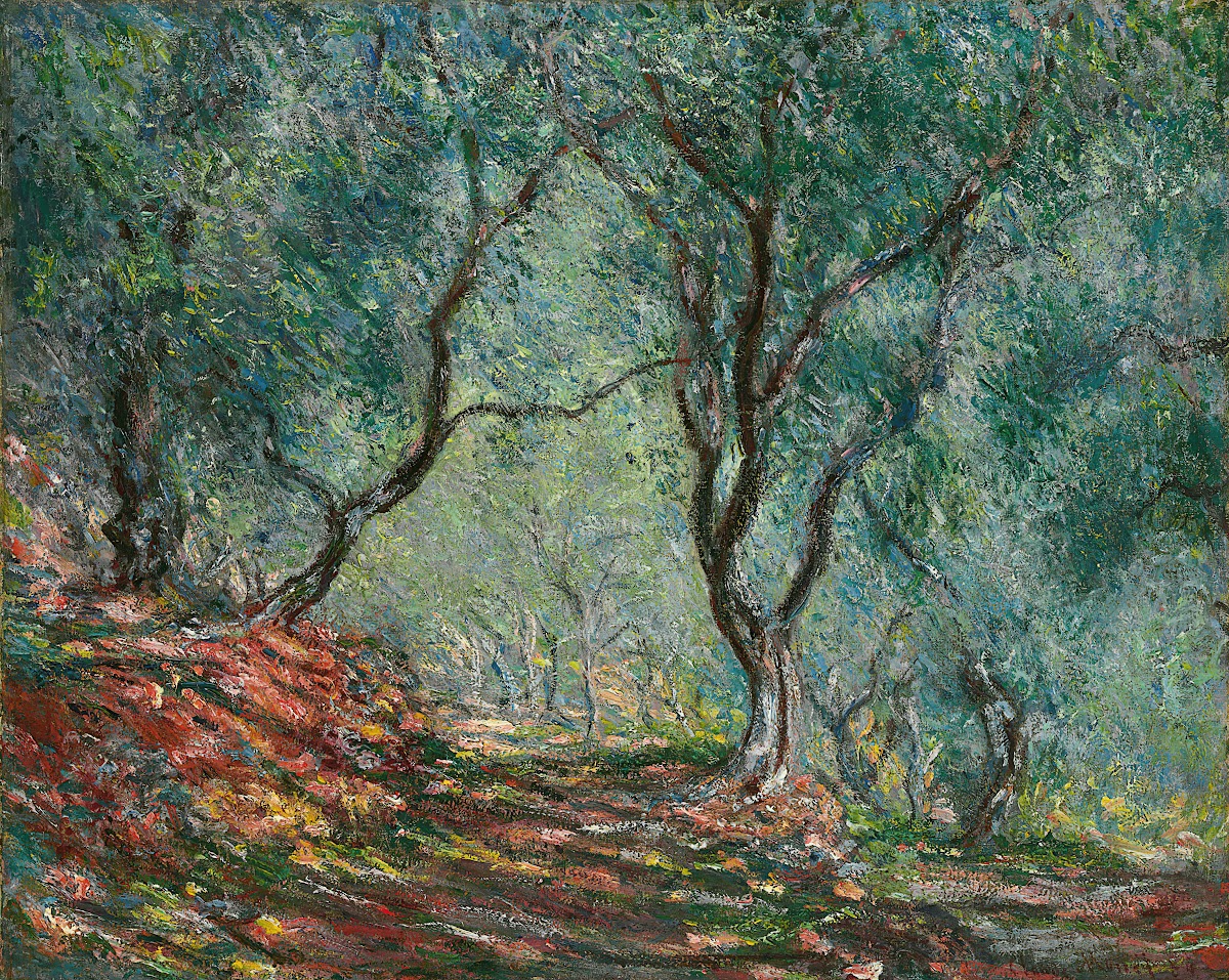 Bois doliviers au jardin Moreno 1884