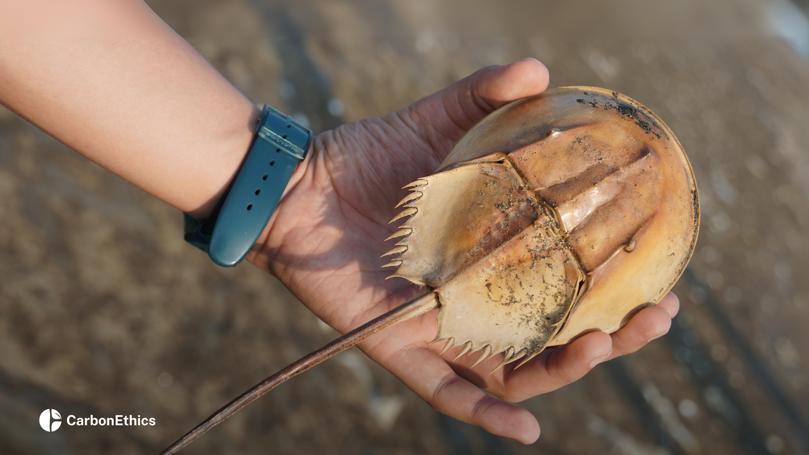 This site also serves as a sanctuary for various fauna, including species like the Horseshoe Crab, which thrive in this restored ecosystem