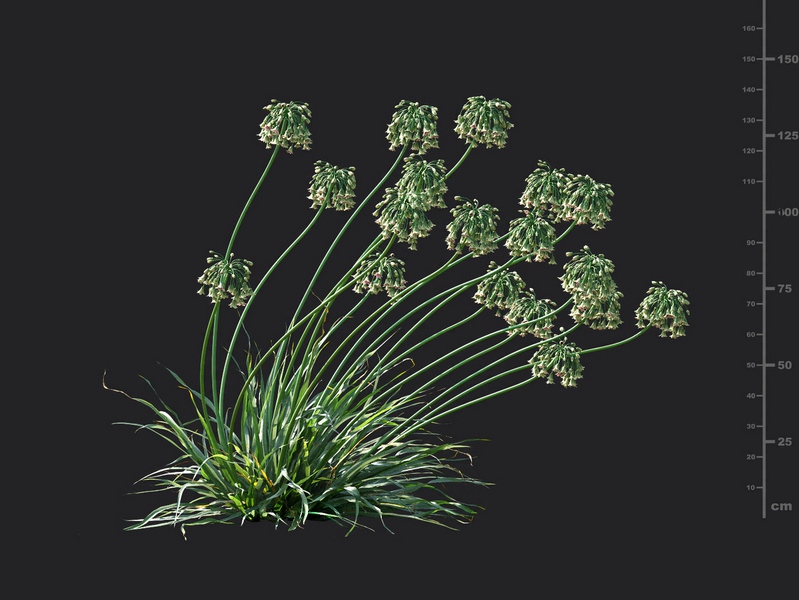 Maxtree - Plant Models Vol.115