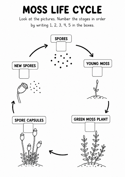 Moss Life Cycle Worksheet