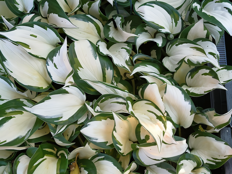 Hosta Fire And Ice in vaso, foglie variegate bianco e verde intenso
