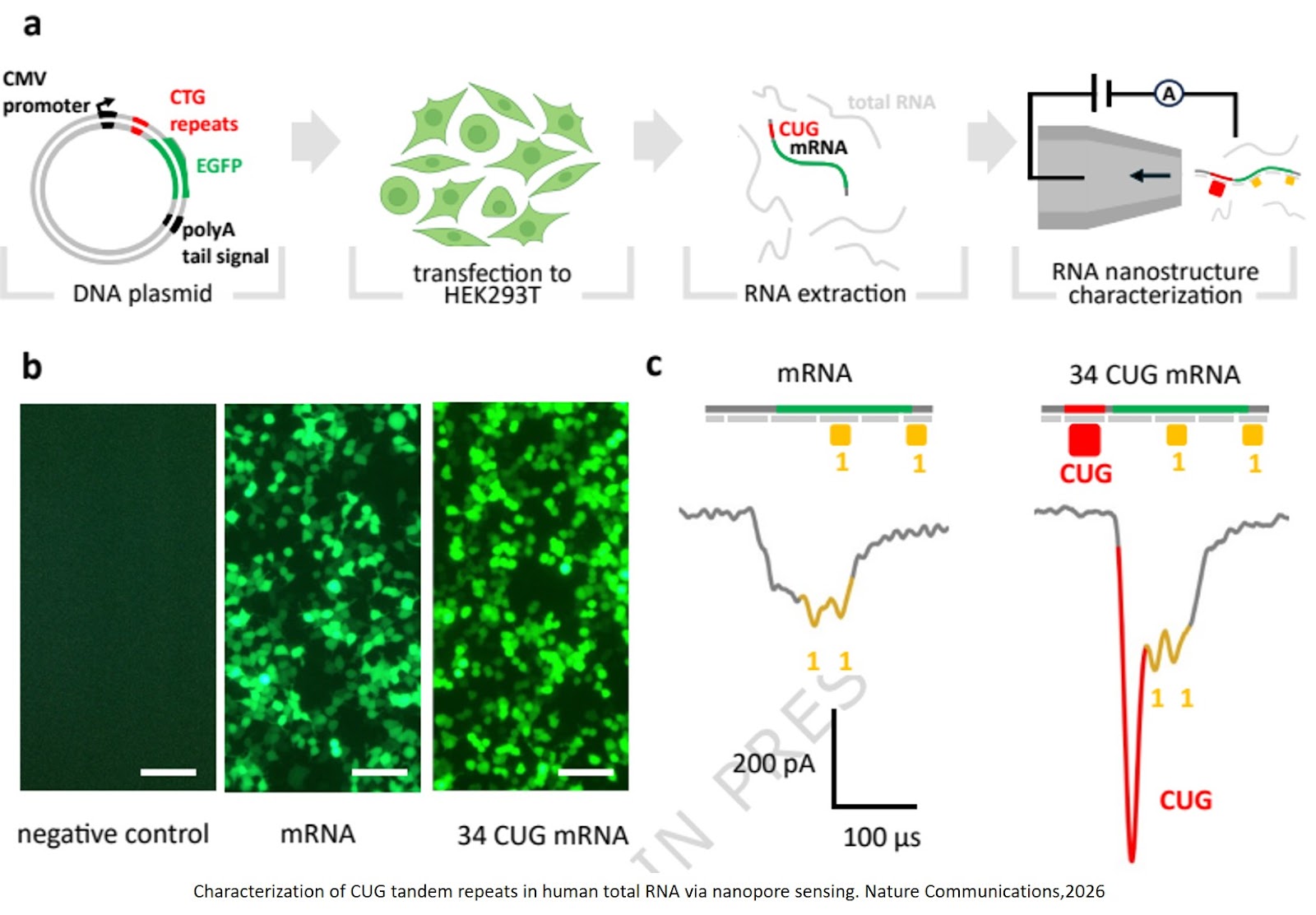 Quantification of disease-associated RNA tandem repeats by nanopore sensing