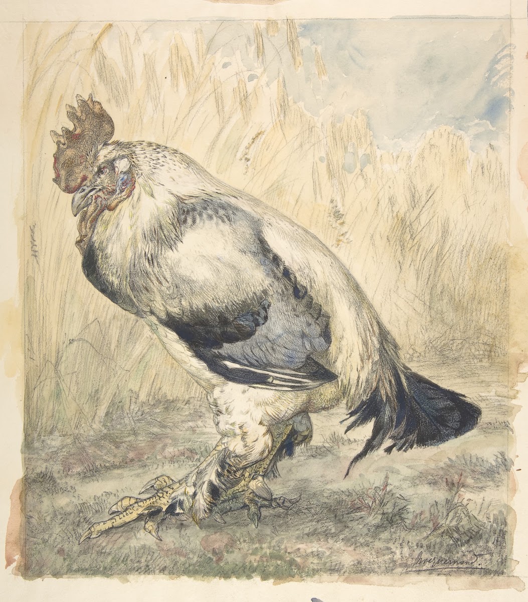 The Old Cock ca 1882