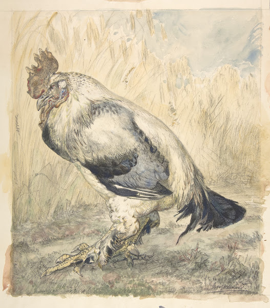 The Old Cock ca 1882