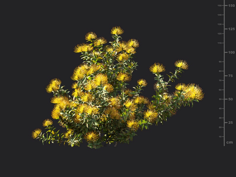 Maxtree - Plant Models Vol.119