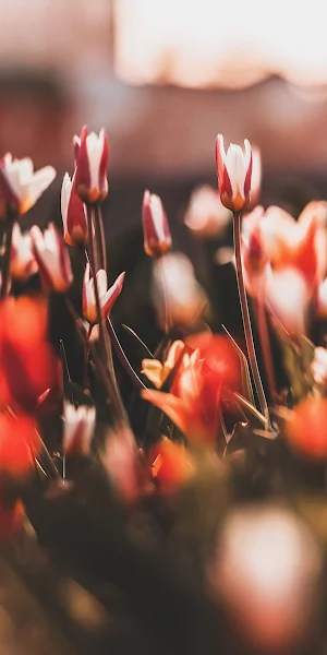 Flower, Science, Plant, Branch, Petal Full HD iPhone Wallpaper Background