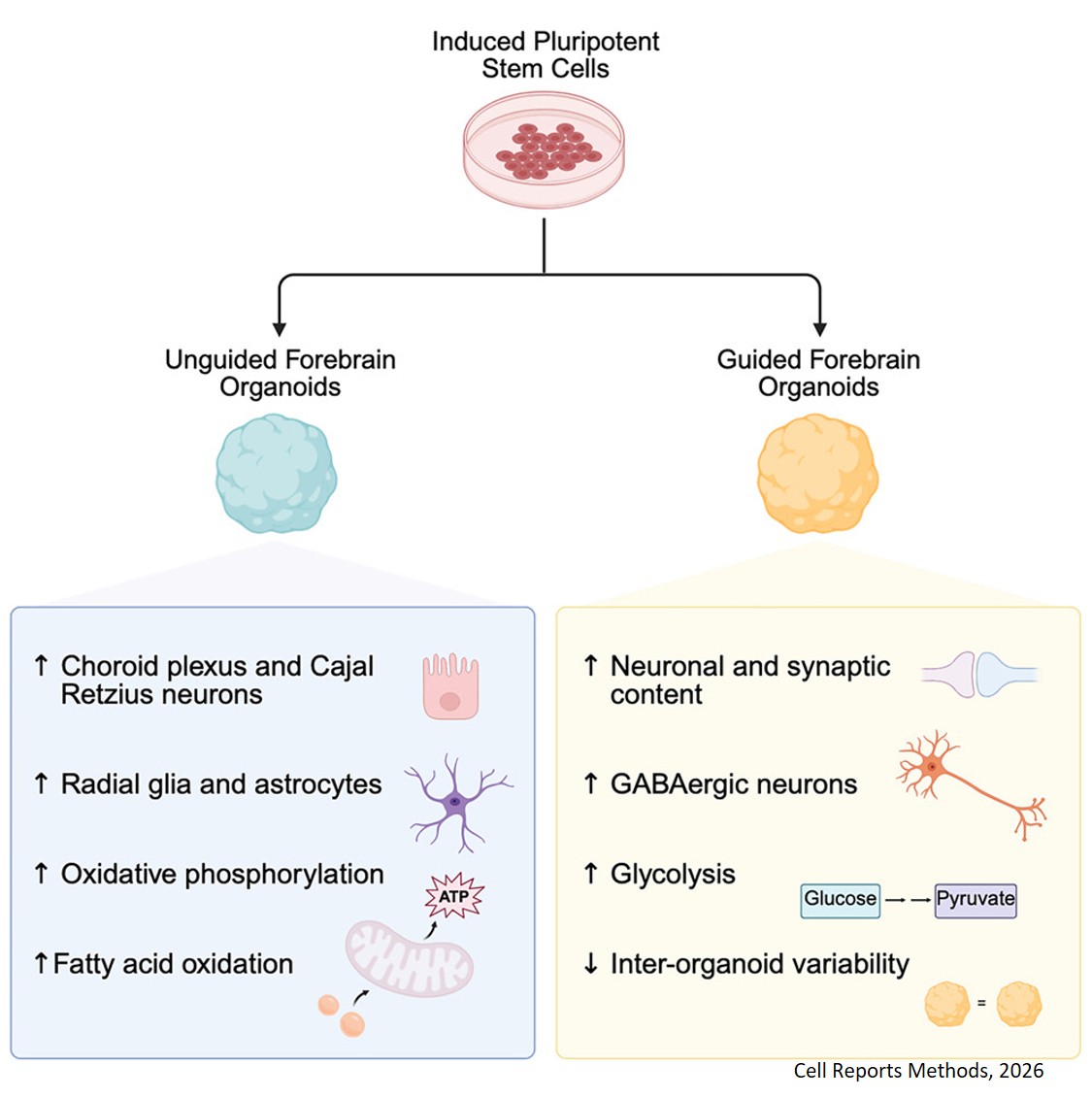Multi-omic analysis of guided and unguided forebrain organoids reveals differences in cellular composition and metabolic profiles
