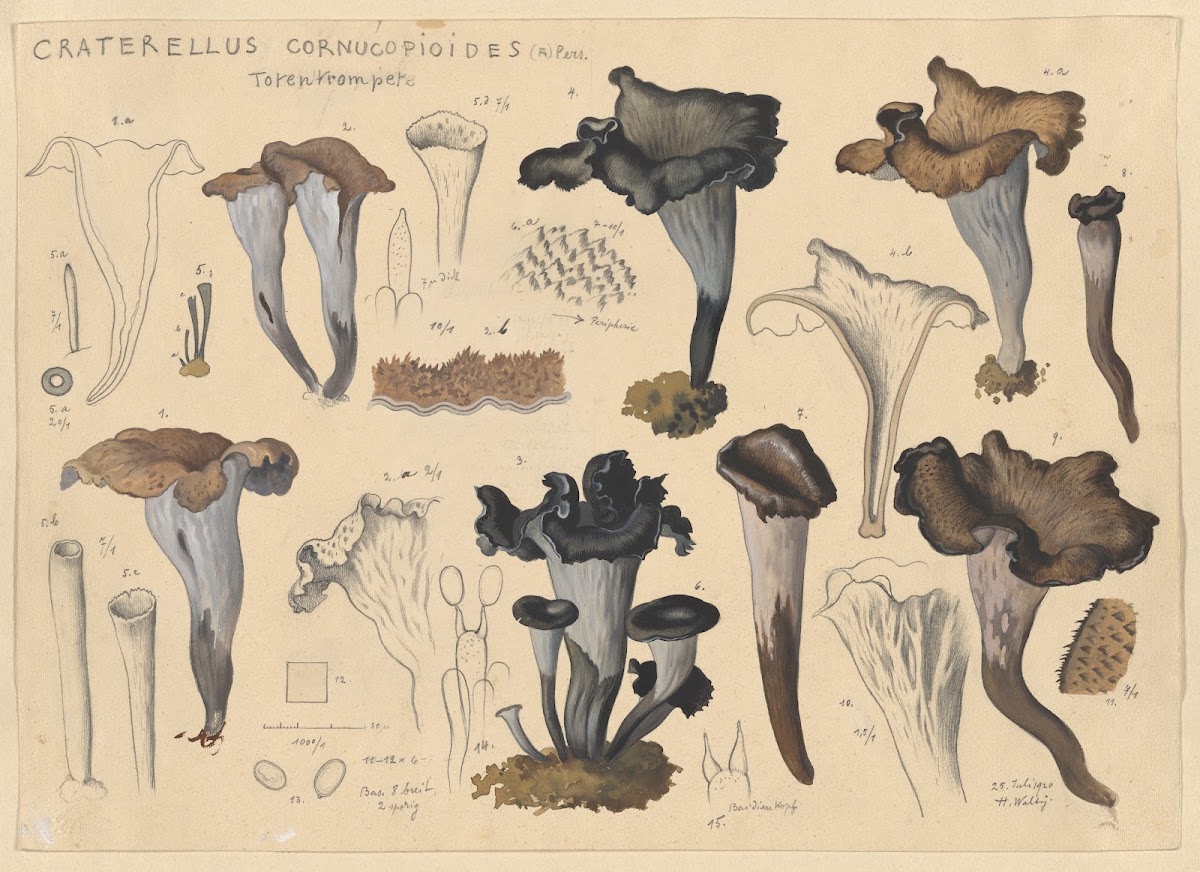 Craterellus cornucopioides Fr Pers 1915 1945