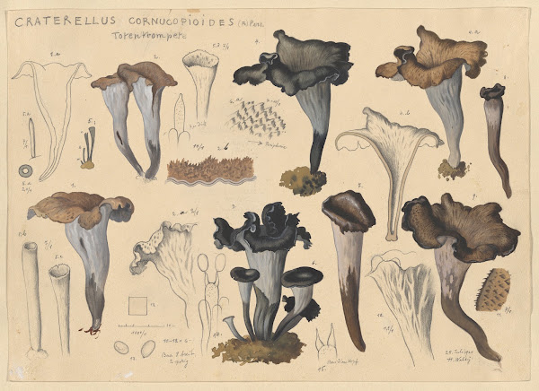 Craterellus cornucopioides Fr Pers 1915 1945