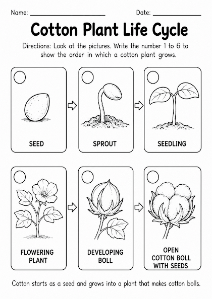 Cotton Life Cycle Worksheet