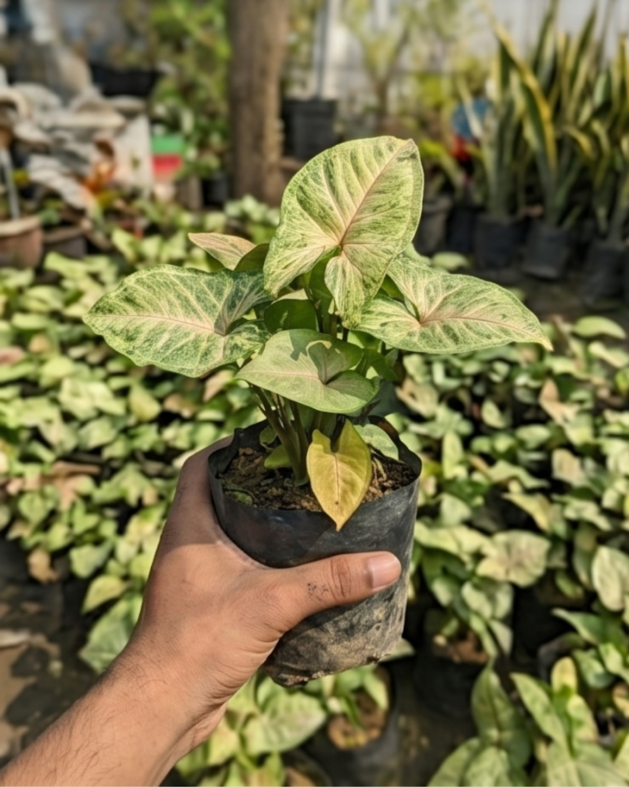 Syngonium Indoor Plant — view 4