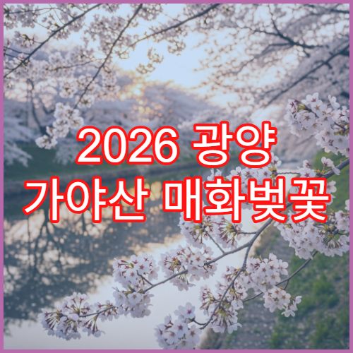 2026 광양 가야산 매화벚꽃 시기별 개화 일정과 순회 루트 초보 가이드