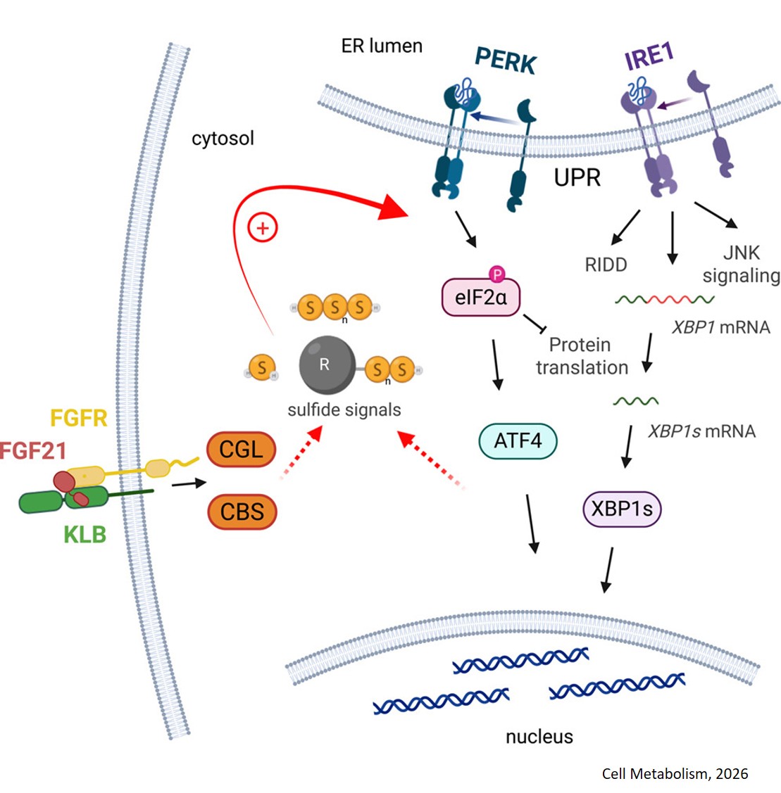 FGF21 reduces ER stress by enhancing the unfolded protein and integrated stress responses through increased sulfide signaling