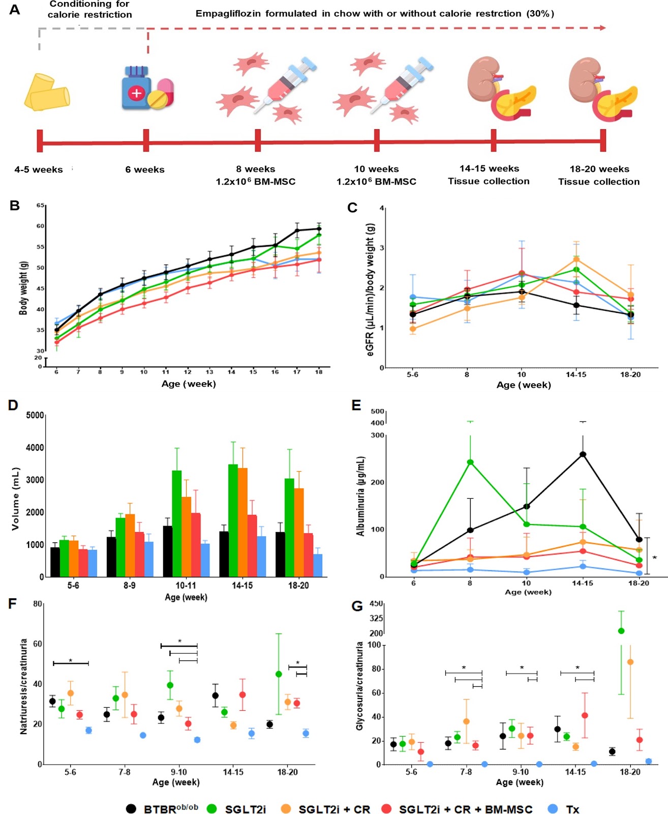 Combining sodium-glucose co-transporter-2 inhibitor with mesenchymal stem cells and brown adipose tissue (BAT) and white adipose tissue (WAT) transplantation to mitigate the progression of diabetic kidney disease: a pre-clinical approach