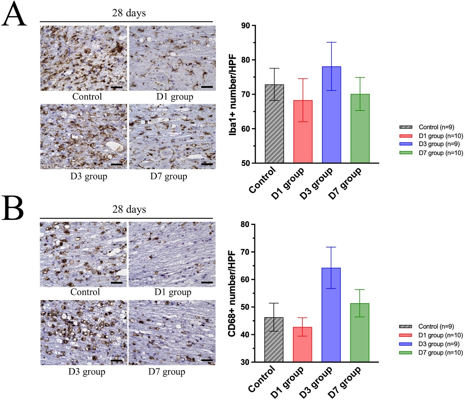 Phase-dependent efficacy of intravenous amniotic mesenchymal stem cells in a rat spinal cord injury model