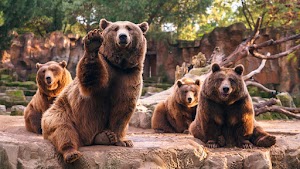 Bears Wallpaper