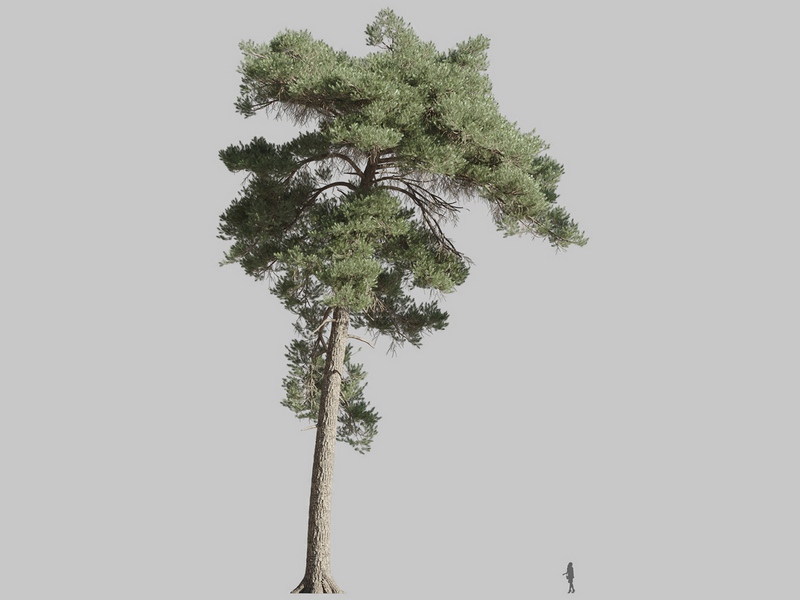 Maxtree - Plant Models Vol.126