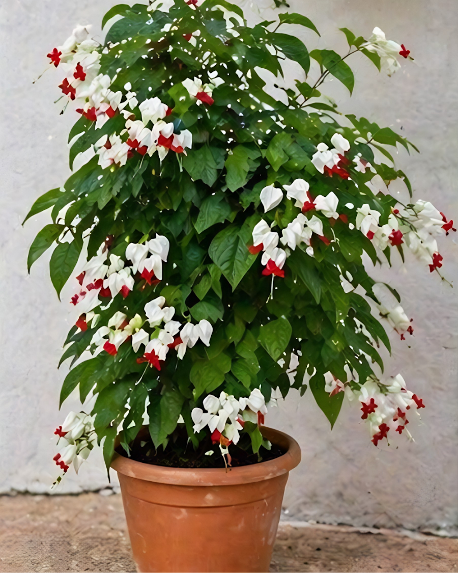 Bleeding Heart Vine Plant — view 4