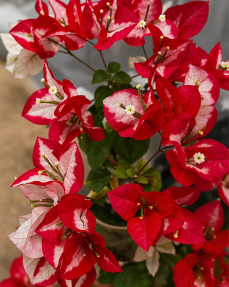 Imported Wajid Ali Red Bougainvillea Plant — view 5