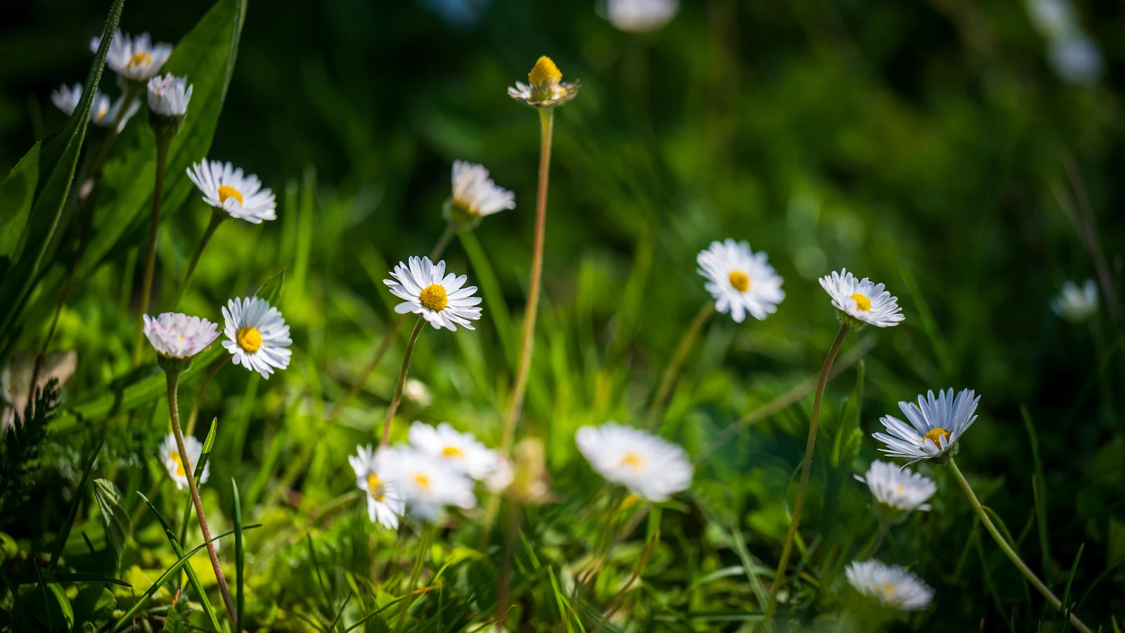 White Daisies In Green Grass - Macro Photography 4K Wallpaper (3840x2160)