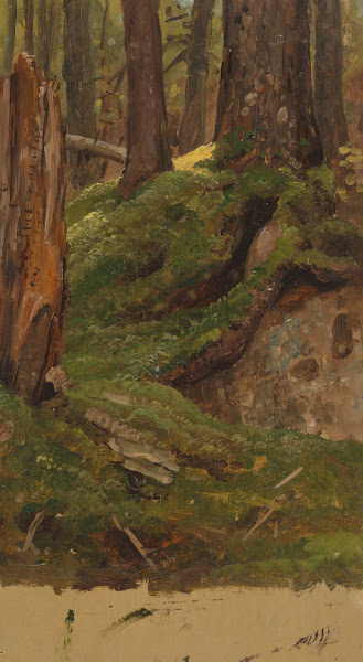 Maine woods 185565