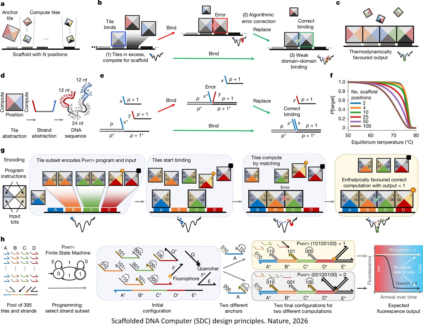 A thermodynamically favoured molecular computer