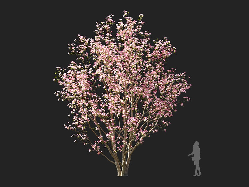 Maxtree - Plant Models Vol.122
