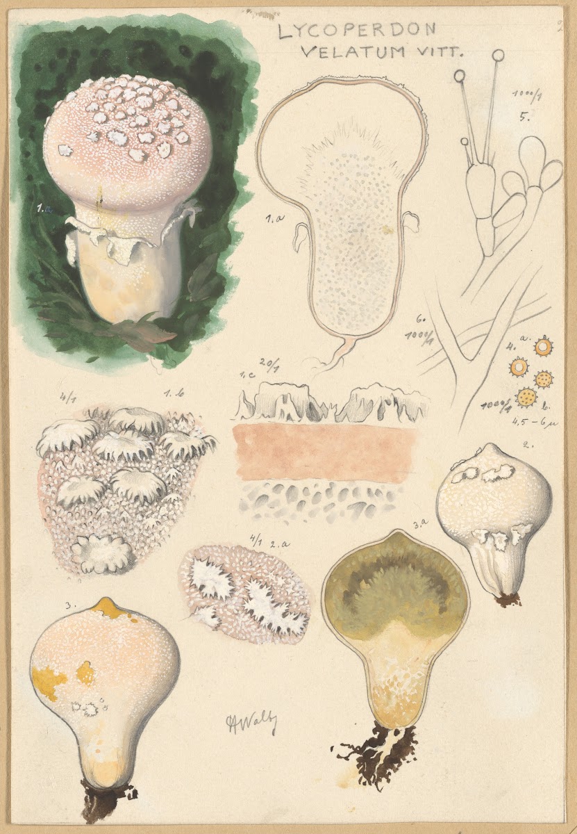 Lycoperdon velatum 1915 1945