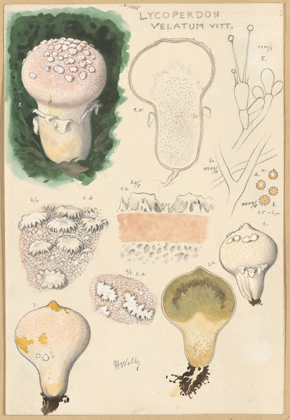 Lycoperdon velatum 1915 1945