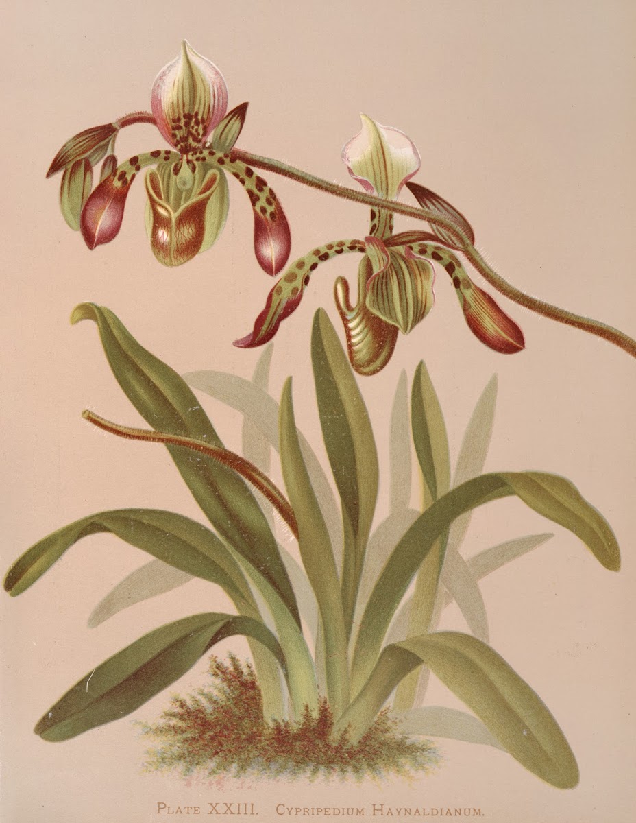 Cypripedium Haynaldianum 1885