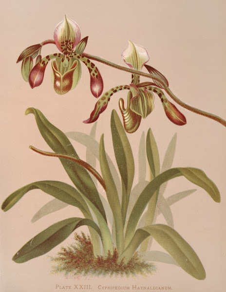 Cypripedium Haynaldianum 1885