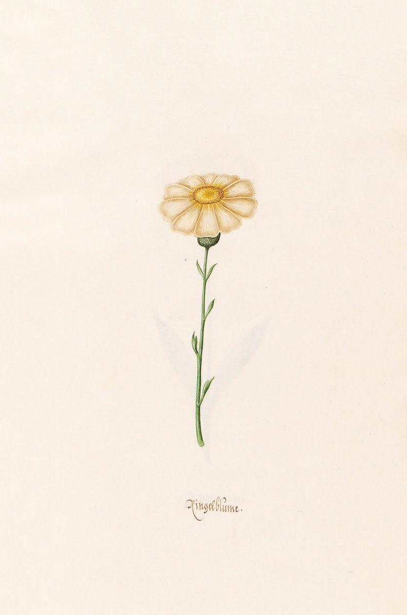 Ringelblüm 1692