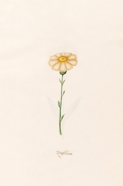 Ringelblüm 1692