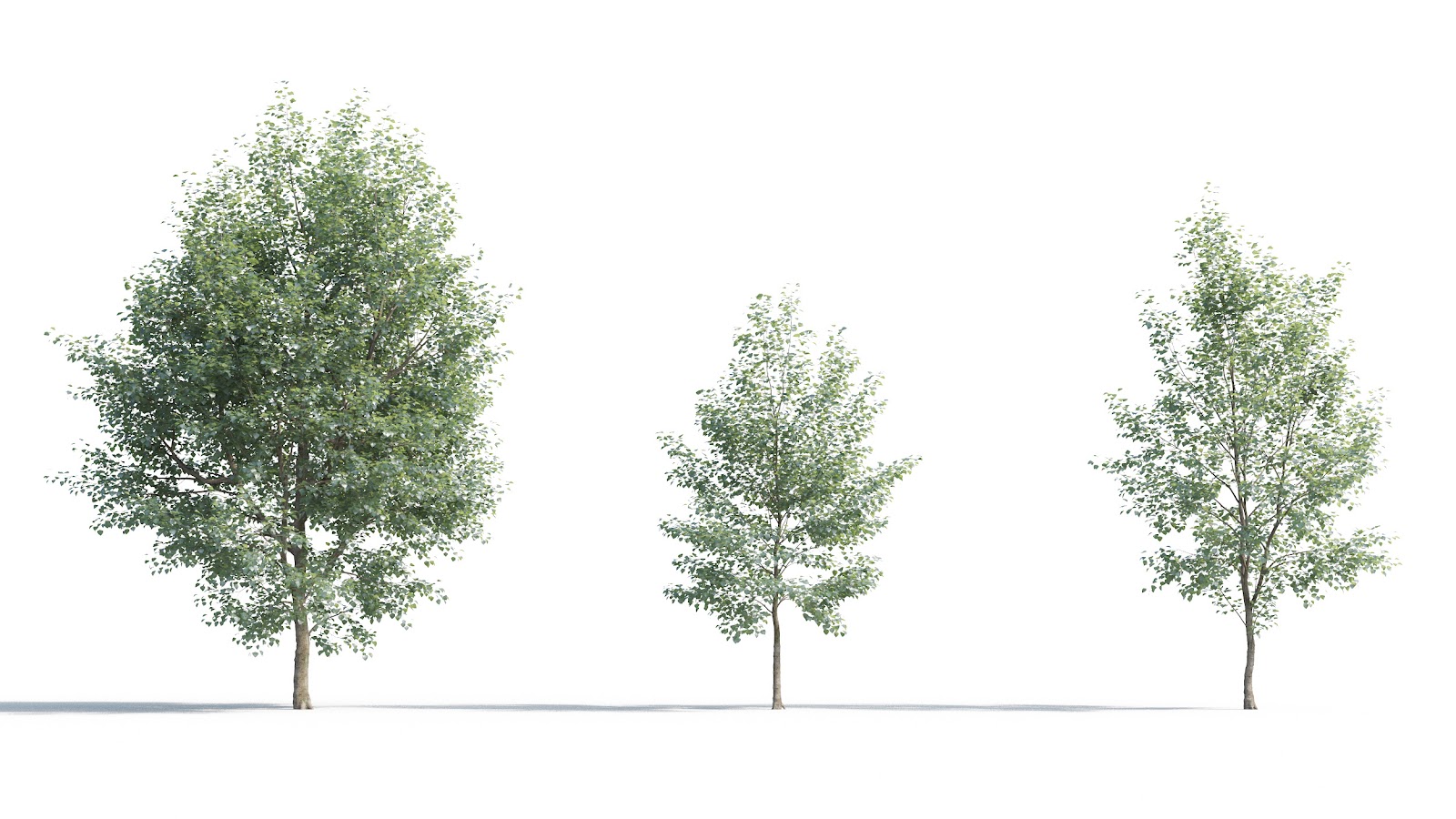 Maxtree - Plant Models Vol.5