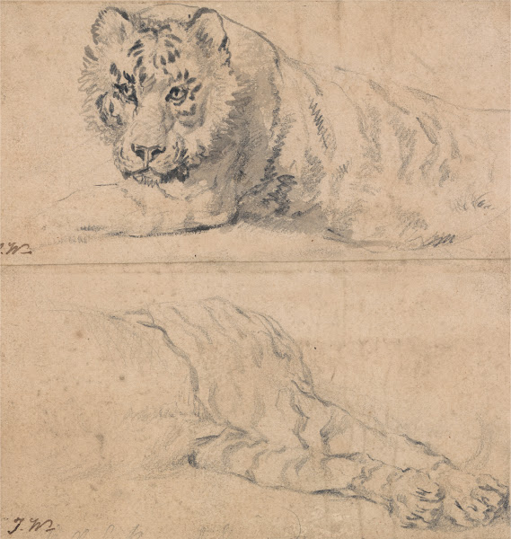 Two Studies of a Tiger above Head and Shoulders below Hindquarters