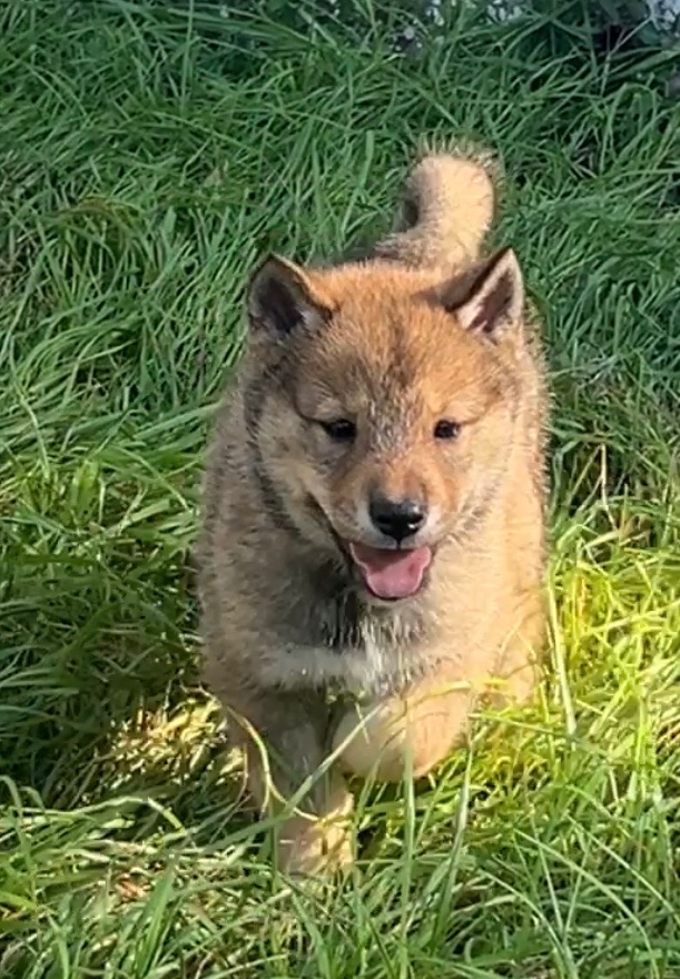 Shikoku puppy photo