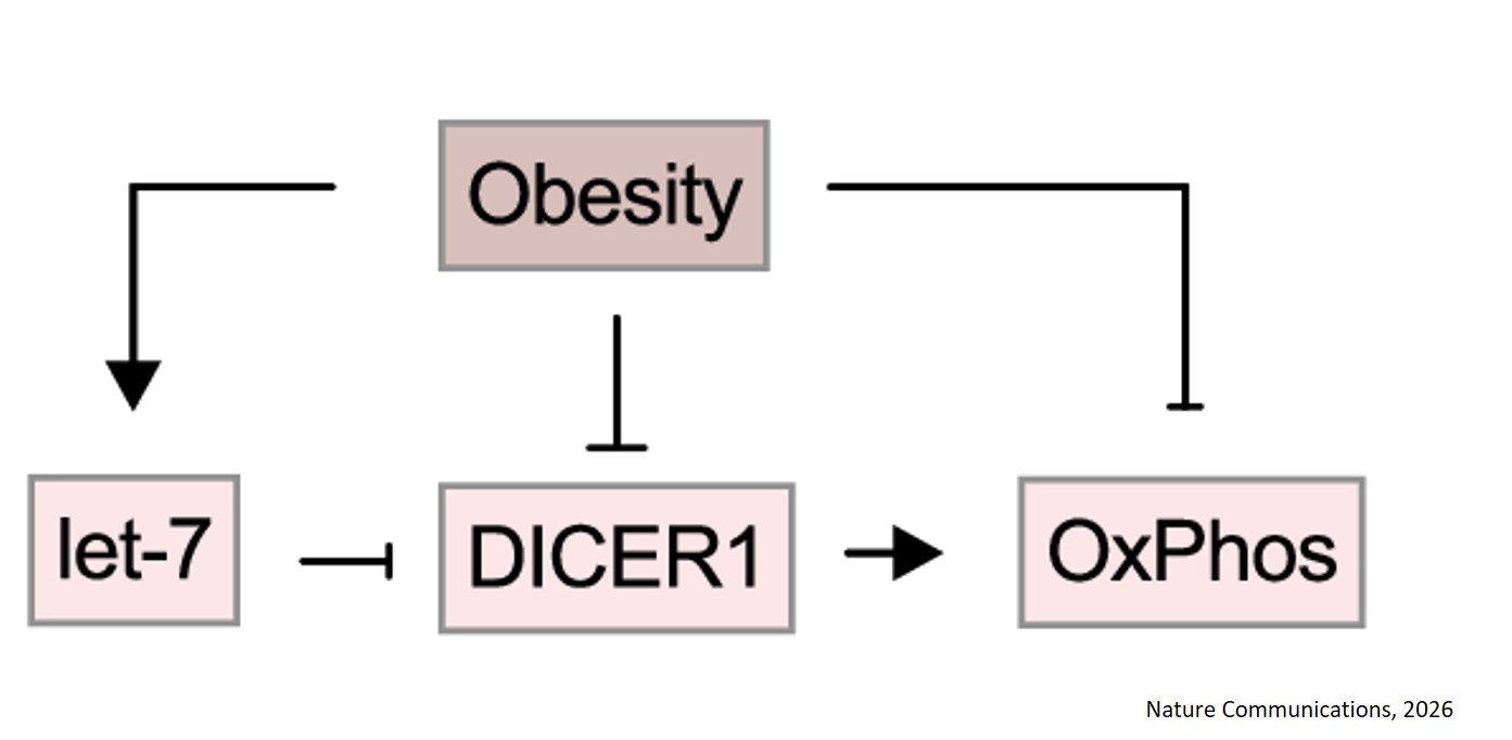 Male obesity causes adipose mitochondrial dysfunction in F1 mouse progeny via a let-7- DICER axis