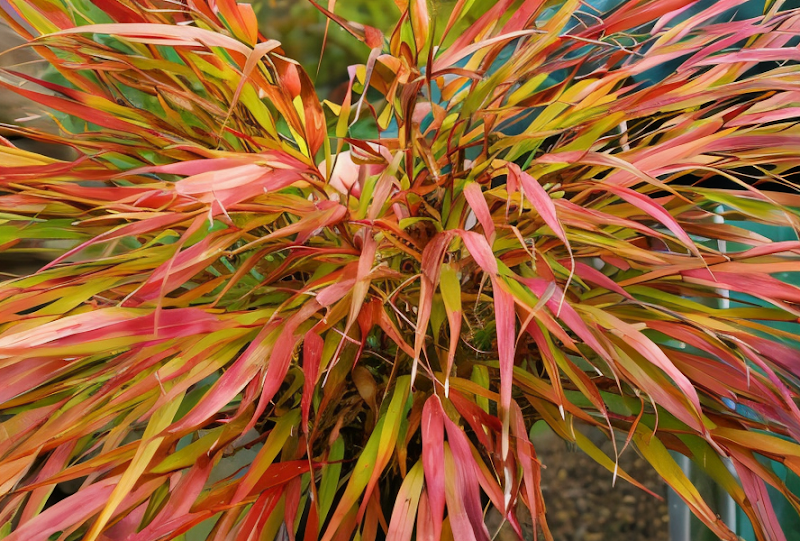Hakonechloa macra 'Nicolas' in giardino, con foglie verdi e riflessi dorati